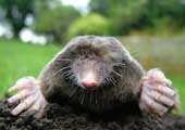 CIT launches National Mole Day Competition