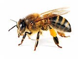 Genetic Diversity in Bees Graduate Internship Programme - Application open